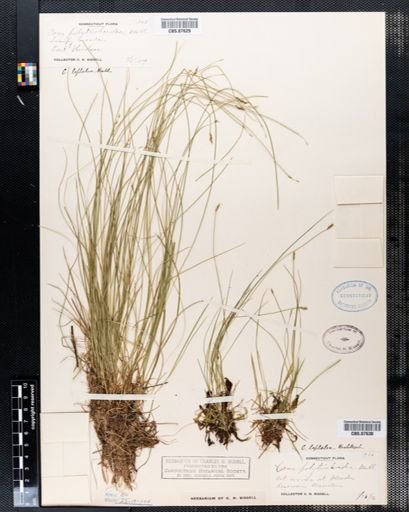 Carex leptalea