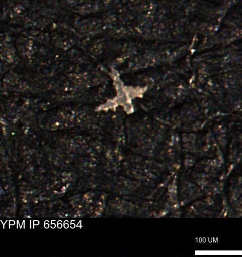 undet. Porifera