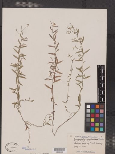 Campanula aparinoides