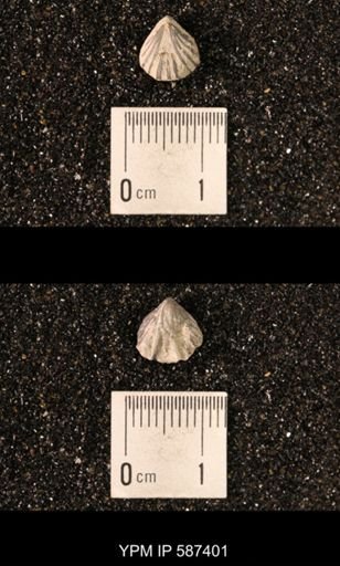 Camarotoechia whitei