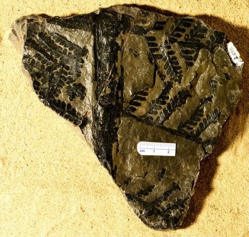 Pecopteris sp.