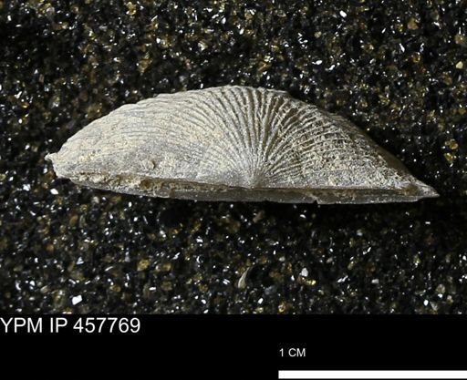 Strophodonta sp.