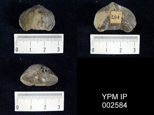 Leiorhynchus sp.