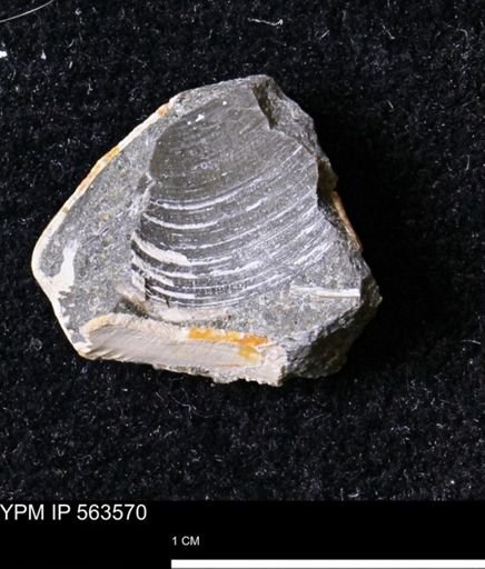 Limopsis striatopunctatus