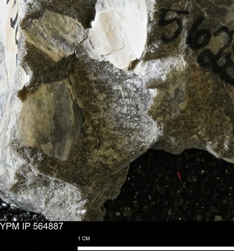 Oxytoma (Hypoxytoma) sp.