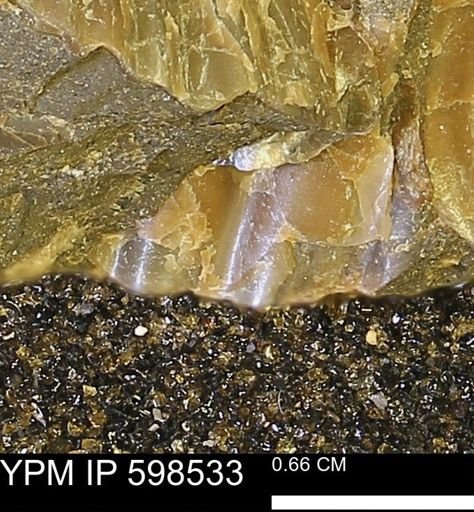 Inoceramus sp.