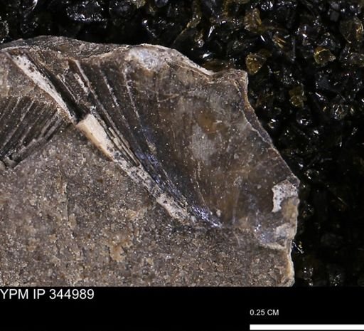 Limopsis striatopunctatus