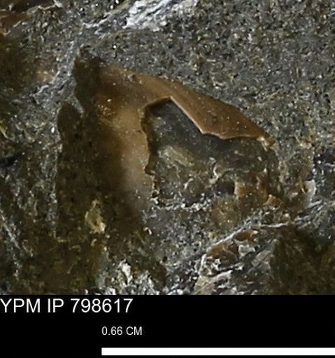 undet. Mollusca