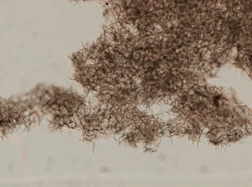 Sigmadocia sp.