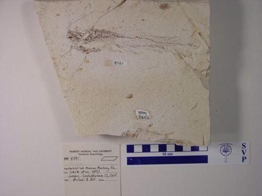 Eclipes