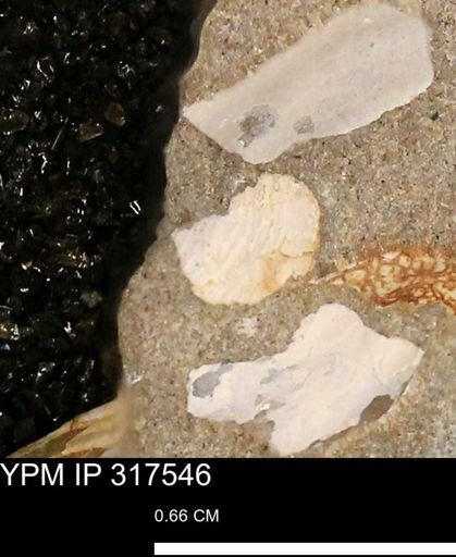 undet. Mollusca