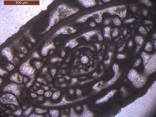 Triticites powwowensis