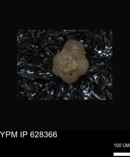 undet. Foraminiferida