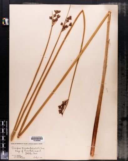 Scirpus acutus