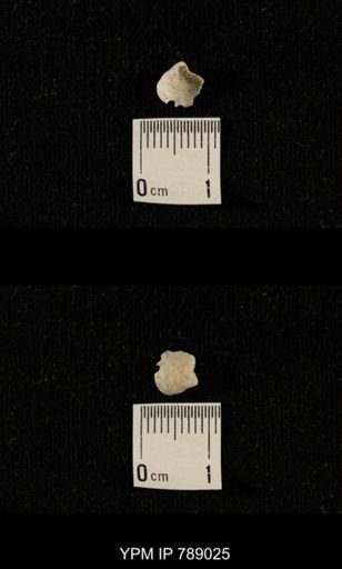 undet. Brachiopoda