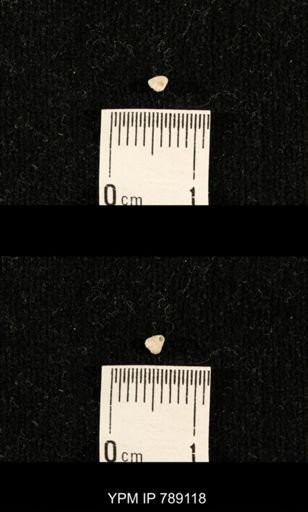 undet. Brachiopoda