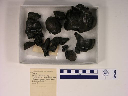 Thoracosaurus sp.