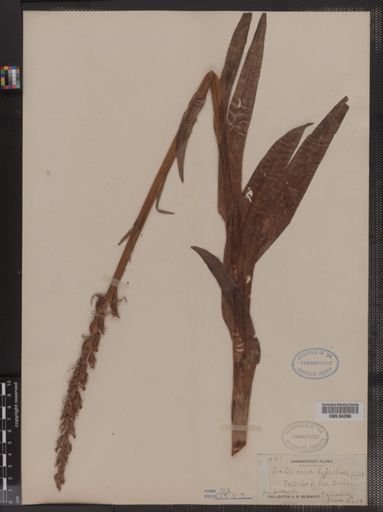 Habenaria