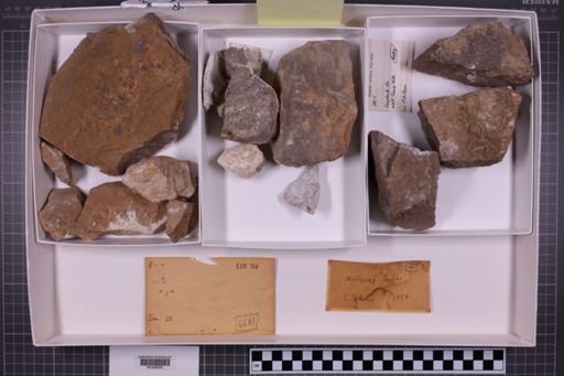 mixed taxa, stratigraphic collection
