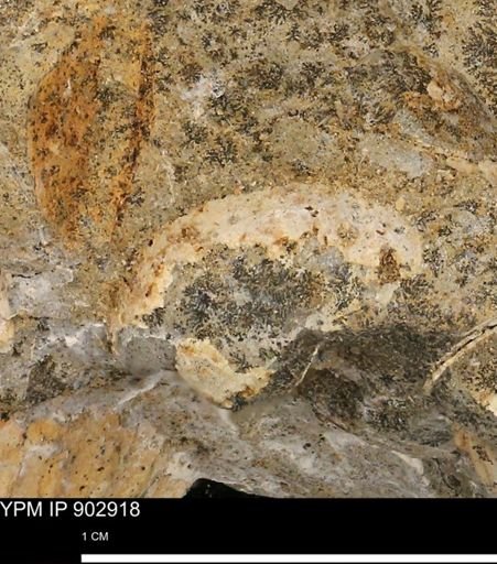 undet. Bivalvia