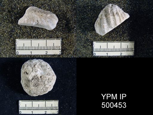 Enteletes plummeri