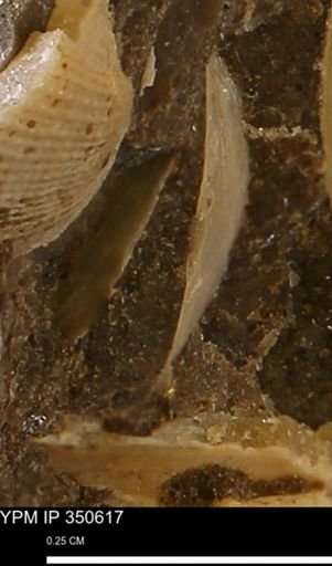 undet. Bivalvia