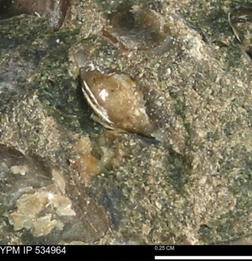 undet. Bivalvia
