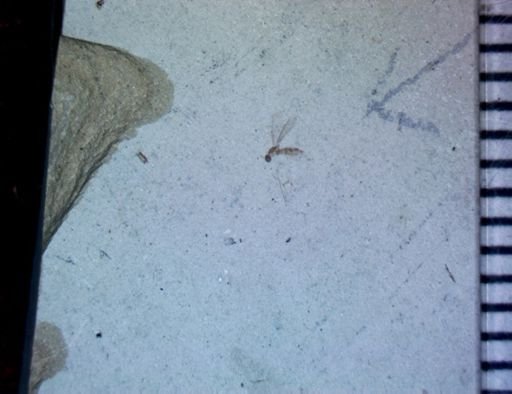 undet. Diptera