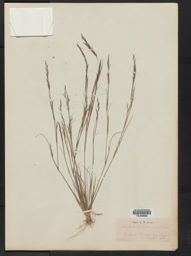 Aristida dichotoma