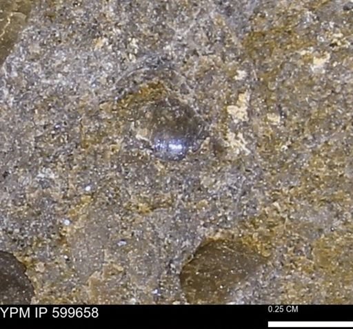 Protocardia subquadrata