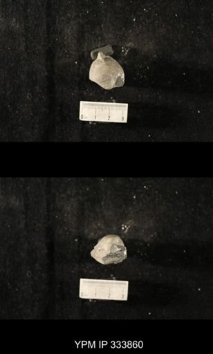 Echinoconchus punctatus