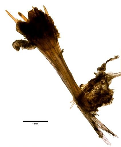 Lepidisis caryophyllia