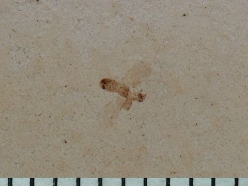 undet. Staphylinidae