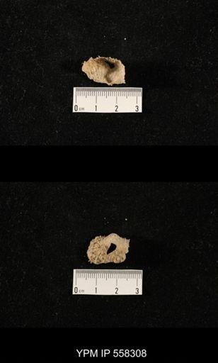 Costispinifera sp.