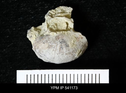 Sowerbyella sericea