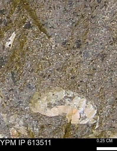 Scaphites sp.