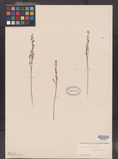 Bartonia virginica