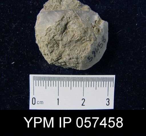 Brachyprion purduei