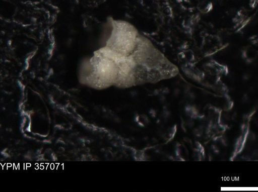undet. Foraminiferida