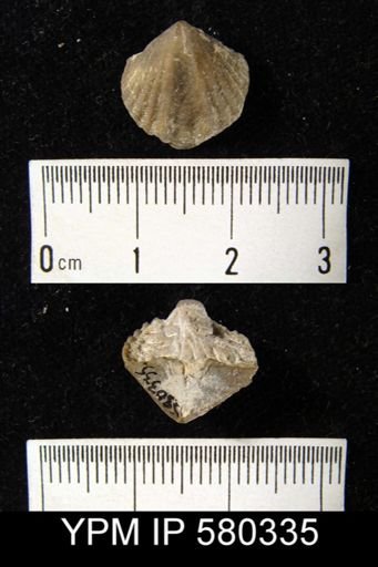 Cyrtina acutirostris?