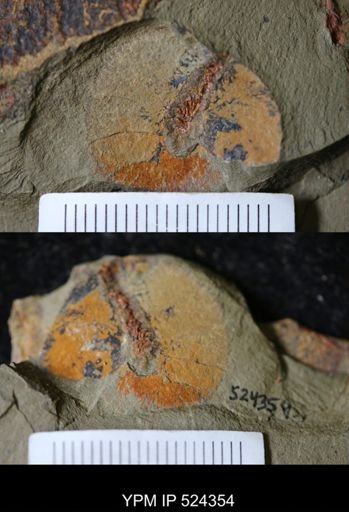 undet. Graptolithina