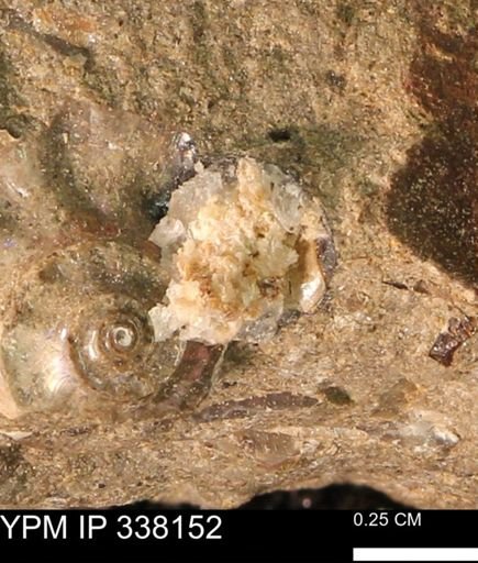 undet. Ammonoidea
