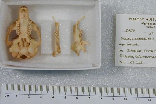 Sciurus carolinensis pennsylvanicus