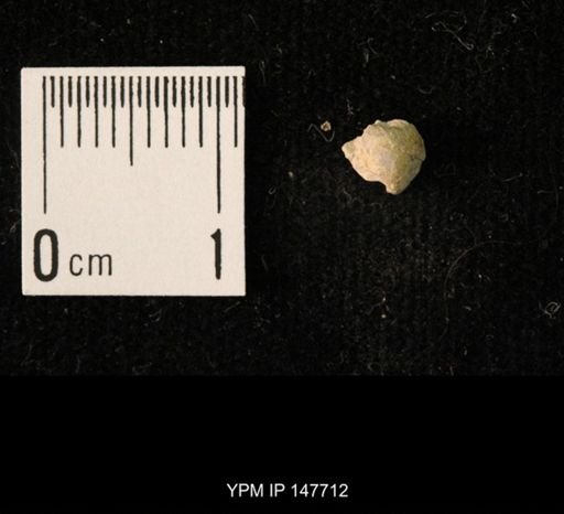 Ambocoelia planoconvexa