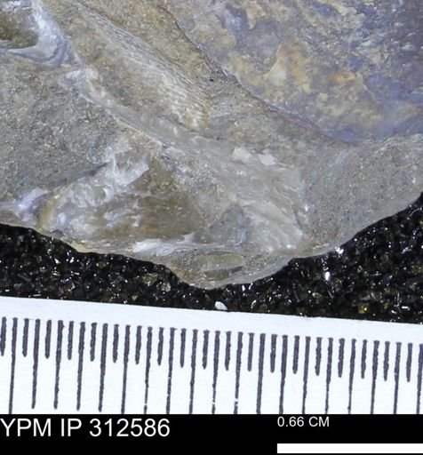 Pseudoptera subtortuosa