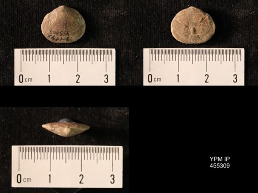 Platyorthis opercularis
