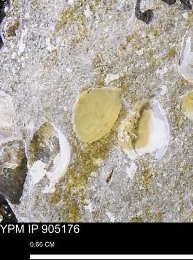 undet. Bivalvia