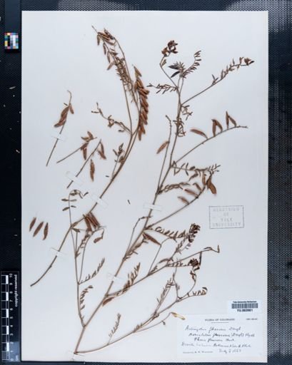 Astragalus