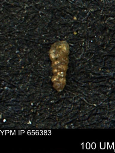 Verneuilinoides hectori