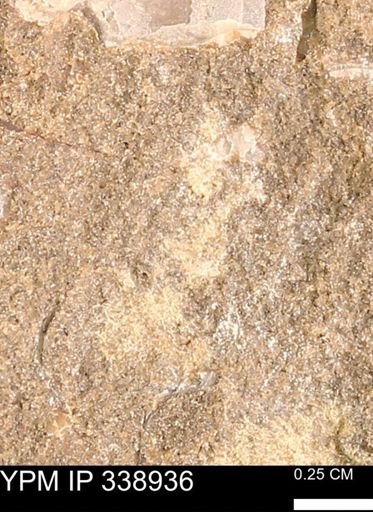 undet. Mollusca